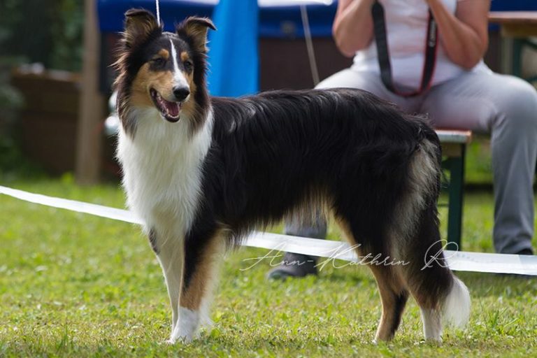 Neueste Erkenntnisse der sheltienixens JimdoPage!